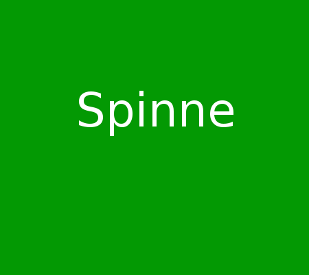 Spinne