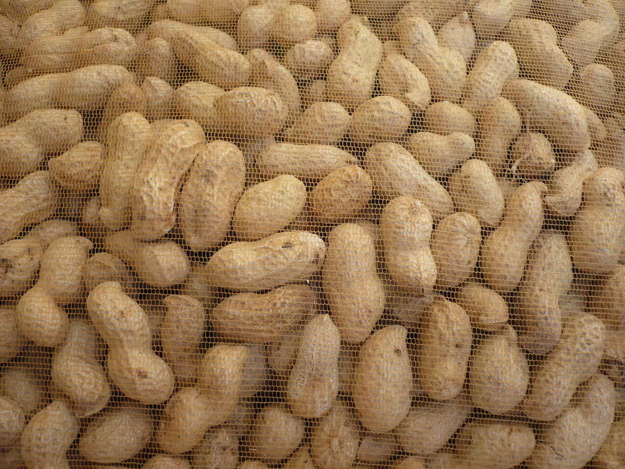 Erdnüsse in Schale