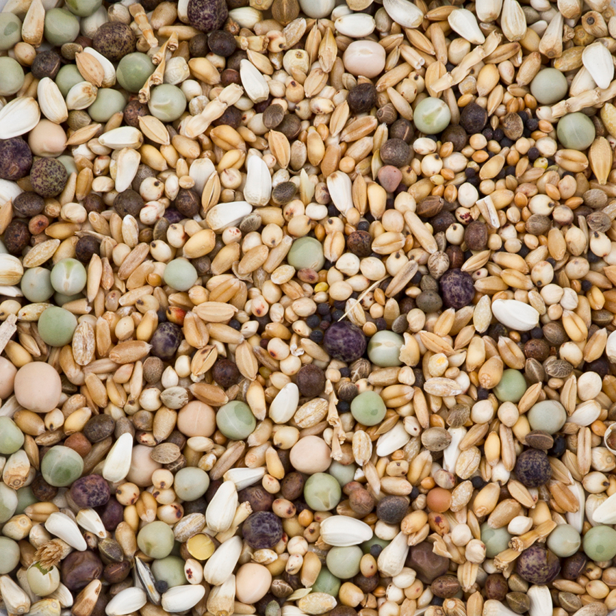 Beyers Nr.46 DoviX Rassetauben ohne Mais