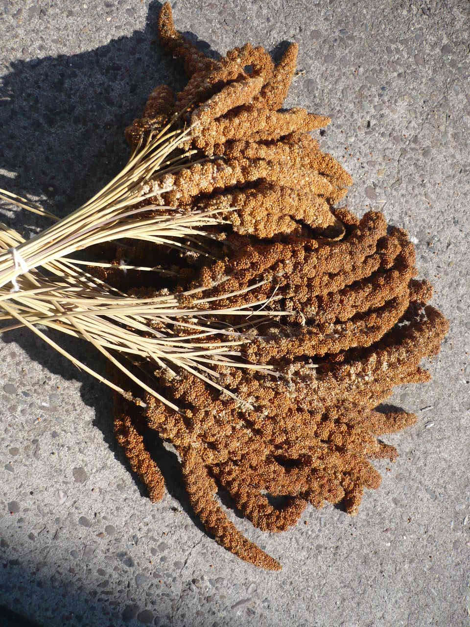 Kolbenhirse, rote chinesische 