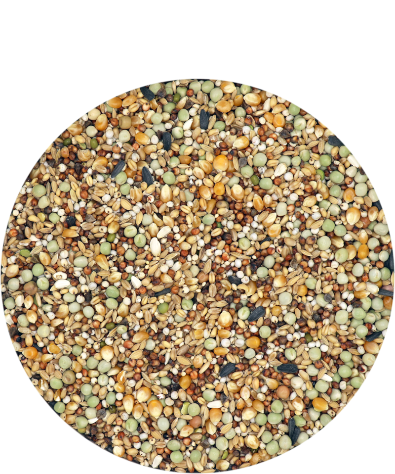 Versele Laga Show Standard mit Mais 